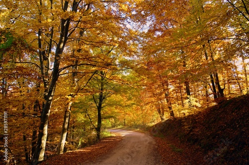 a forest road in the autumn forest