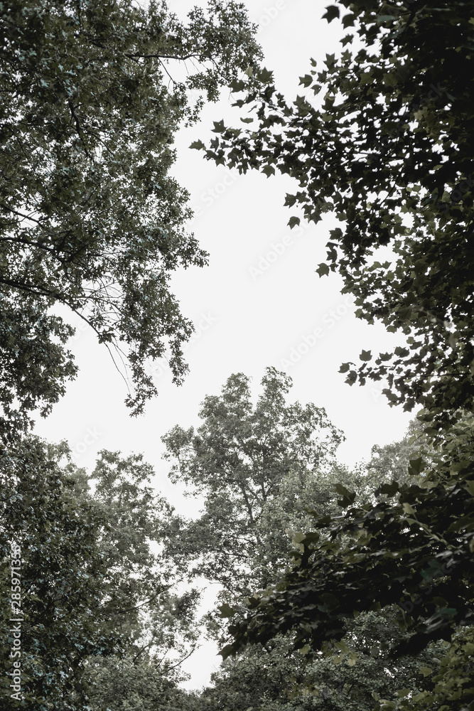 Fototapeta premium Forest Lookup