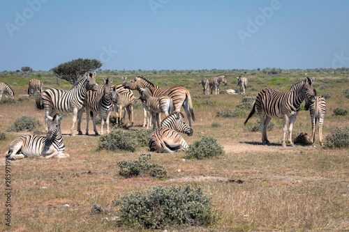 Herd of zebra in interacting in various ways.  Image taken in Etosha National Park  Namibia.