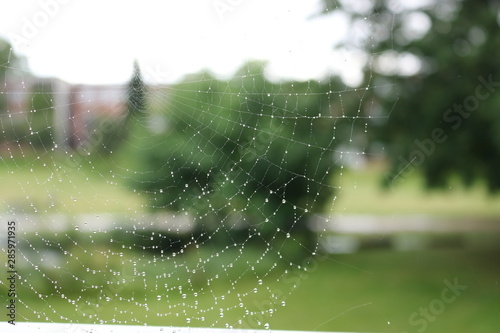 Spinder web with water drops in rain with green background photo