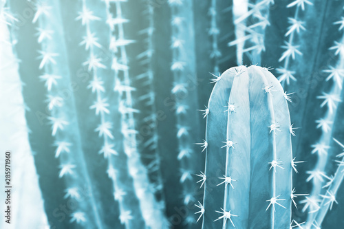 Stenocereus pruinosus, Grey Ghost Organ Pipe Cactus in Blue Tone Color Natural Pattern Background photo