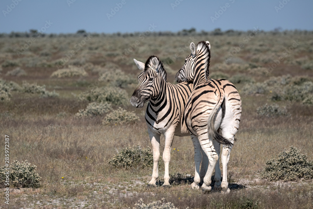 Zebra resting its head on another zebra's back. Image taken in Etosha National Park, Namibia. Zebra resting its head on another zebra's back. Image taken in Etosha National Park, Namibia.