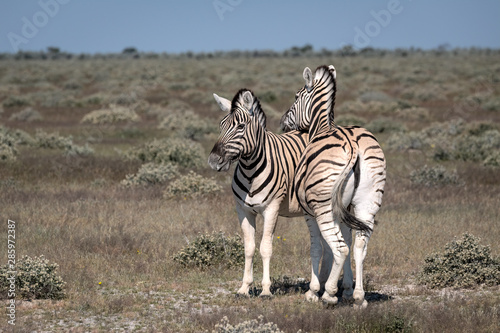 Zebra resting its head on another zebra s back. Image taken in Etosha National Park  Namibia.