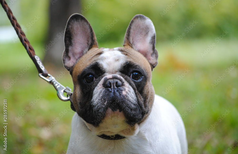 Obraz premium french bulldog on a leash