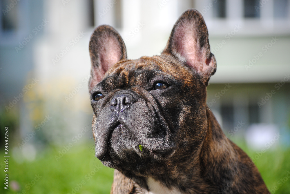 portrait of a french bulldog