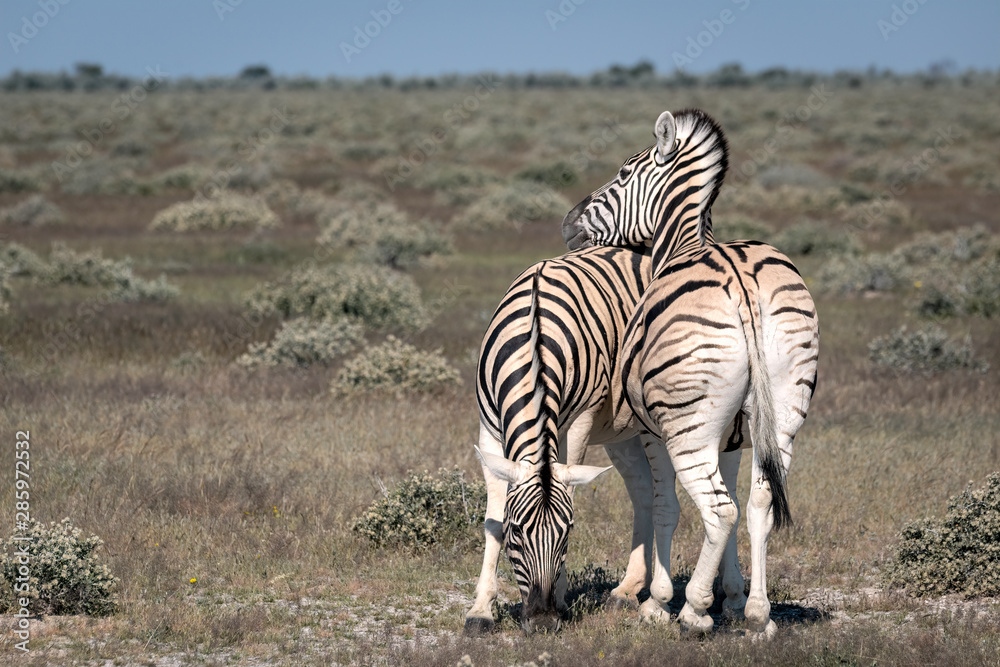 Obraz premium Zebra resting its head on another zebra's back while it grazes. Image taken in Etosha National Park, Namibia.