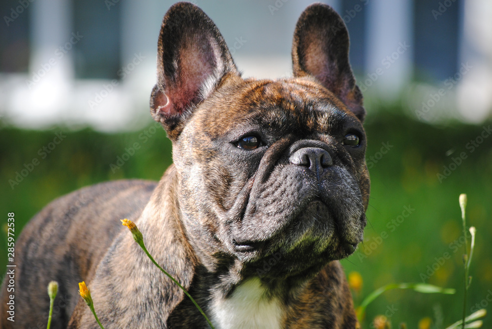 portrait of a french bulldog