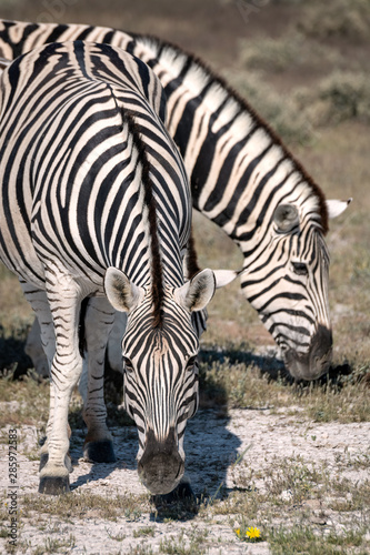 Close up of two zebra grazing on grass. Image taken in Etosha National Park, Namibia.