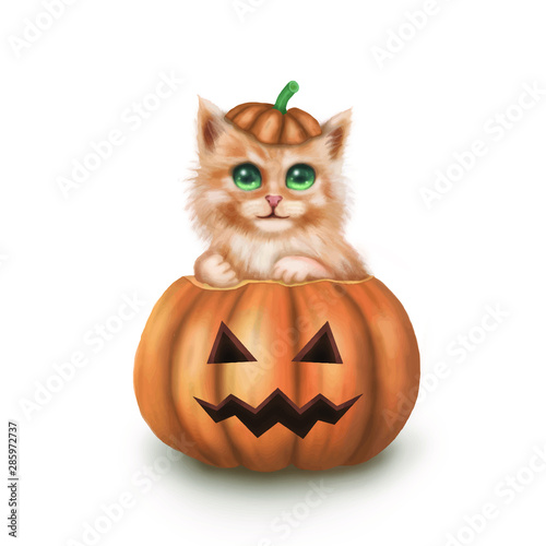 The character of cute cat sitting big pumpkin behind have the small bat and moon