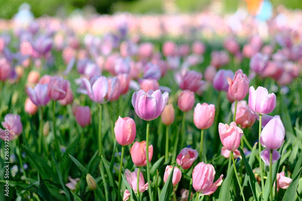 Bed of pink tulips in springtime