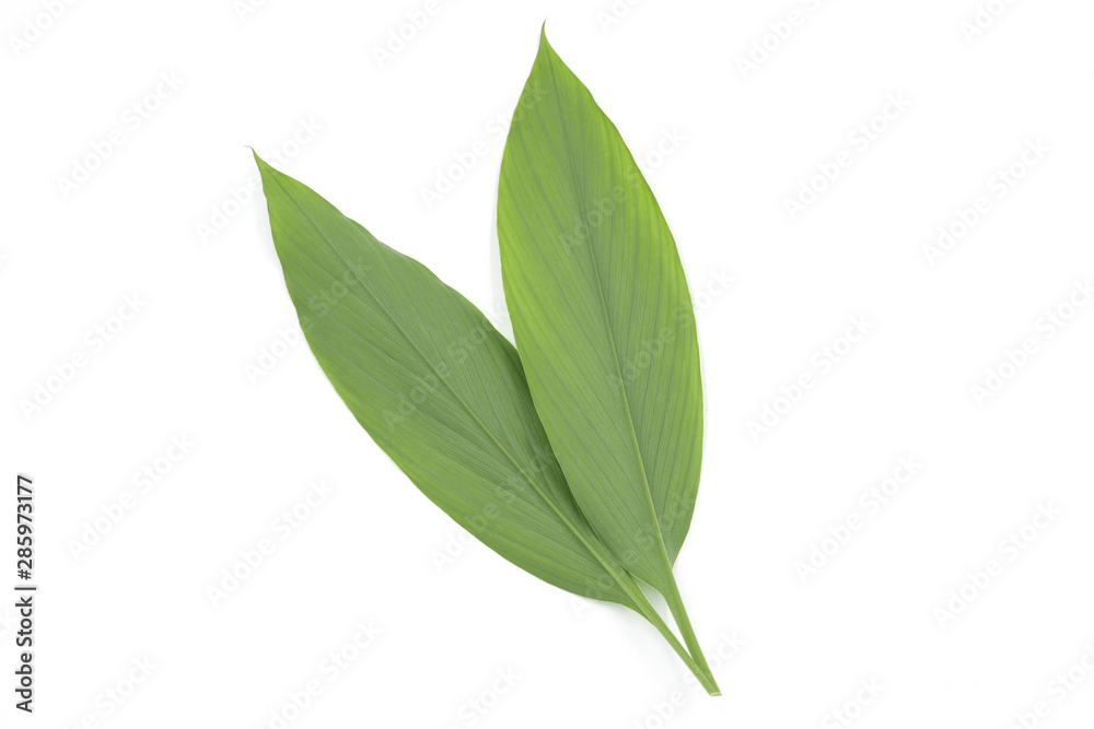 2 large fresh ginger leaves closeup on white background 2 large fresh ginger leaves closeup on white background
