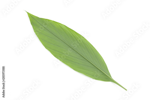 A large fresh ginger leaf closeup on a white background
