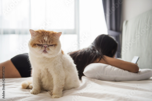 Fotografia exotic shorthair cat on bed with owner