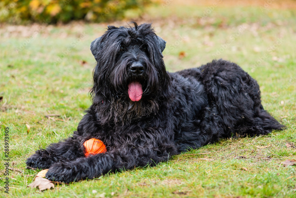 One black terrier lies on yellow foliage