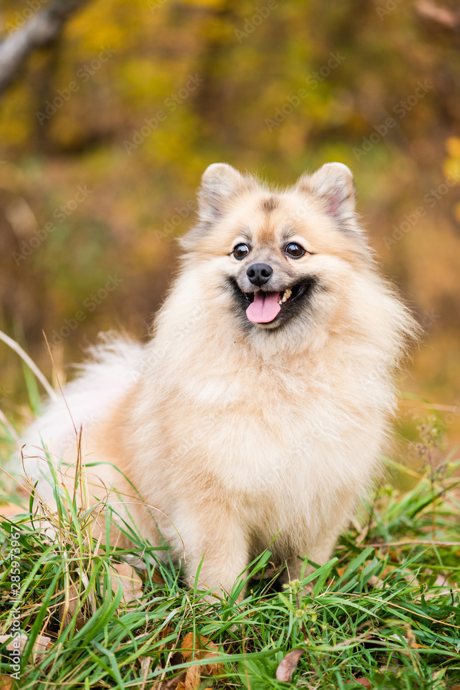 Portrait of dog with foliage bokeh background. Portrait of dog with foliage bokeh background.