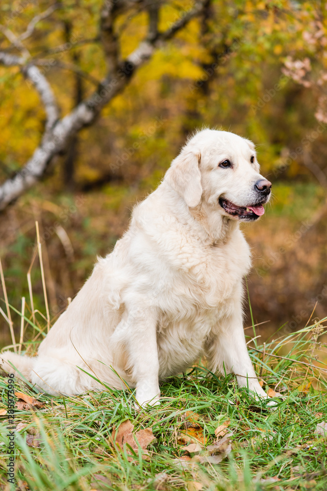 Portrait of dog with foliage bokeh background.