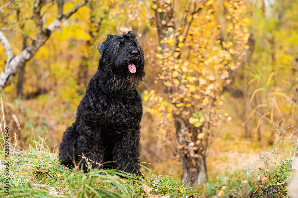 Portrait of dog with foliage bokeh background. Portrait of dog with foliage bokeh background.