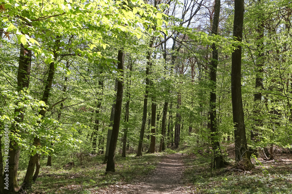 Fototapeta premium Waldweg im Frühling