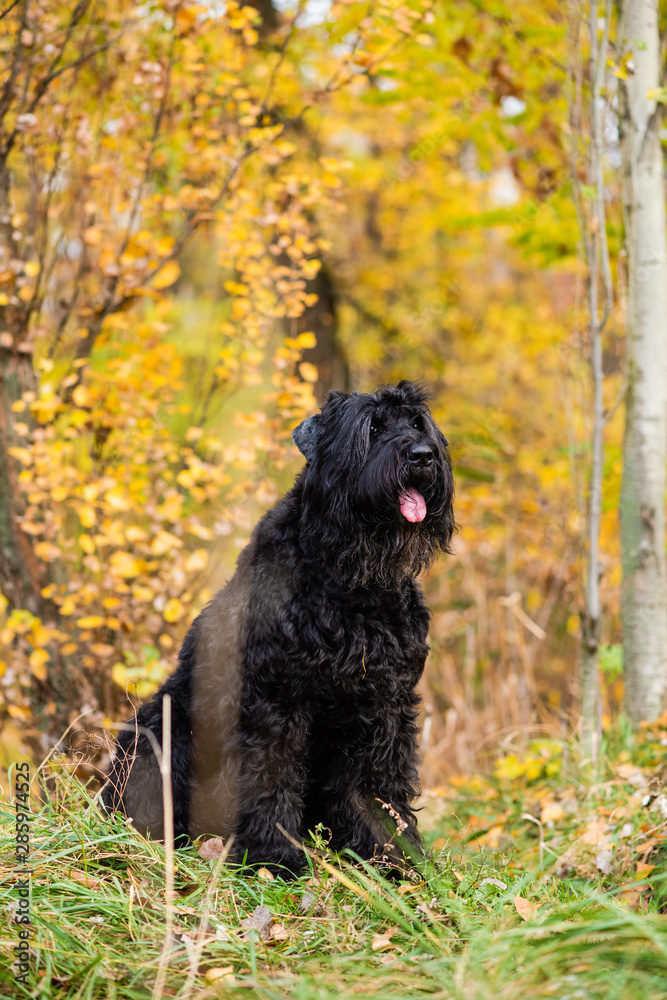 Portrait of dog with foliage bokeh background.