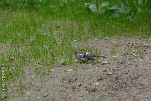 nice small wild chaffinch photo