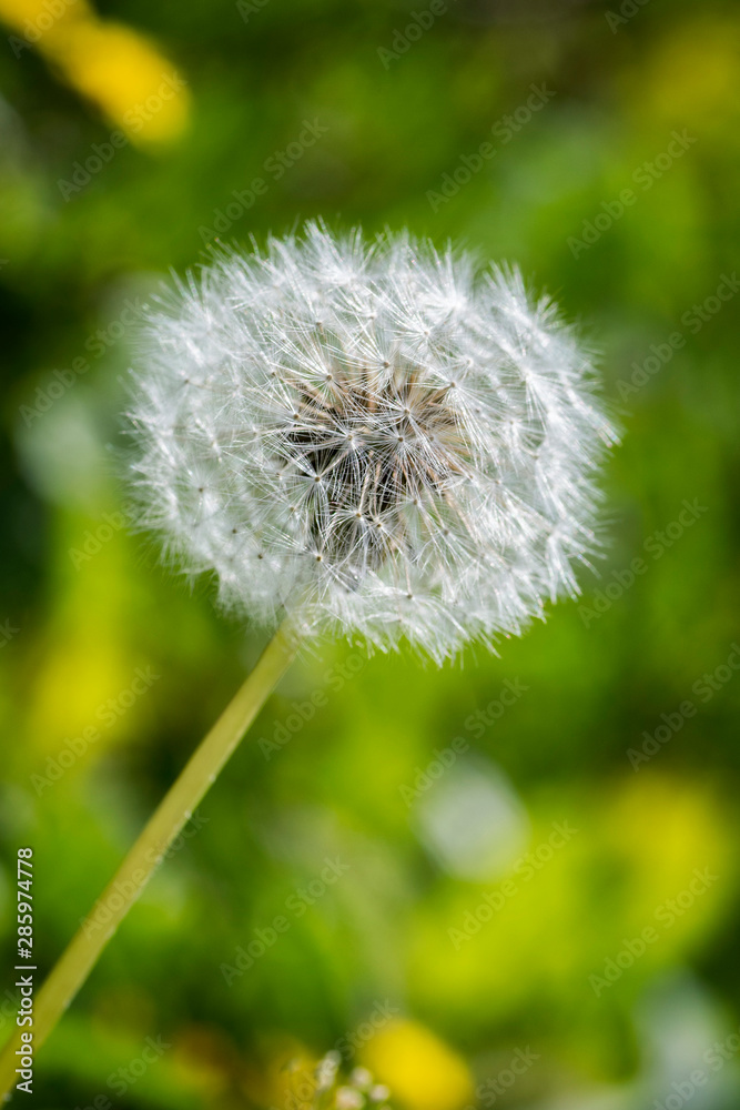 Fototapeta premium macro di fiore soffione con sfondo sfocato