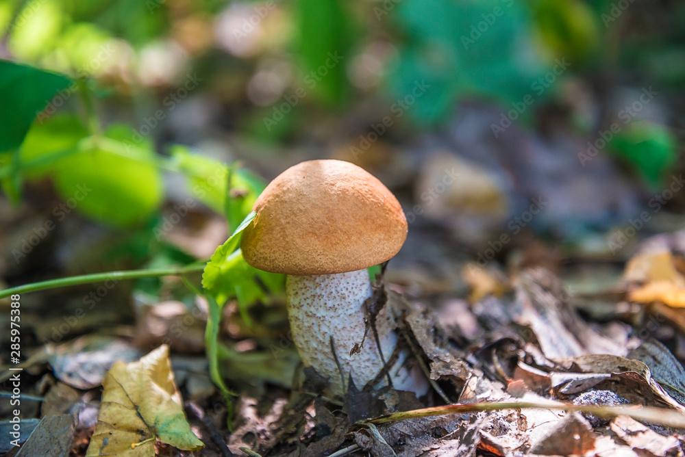 Beautiful mushroom on sunny day in the forest Beautiful mushroom on sunny day in the forest