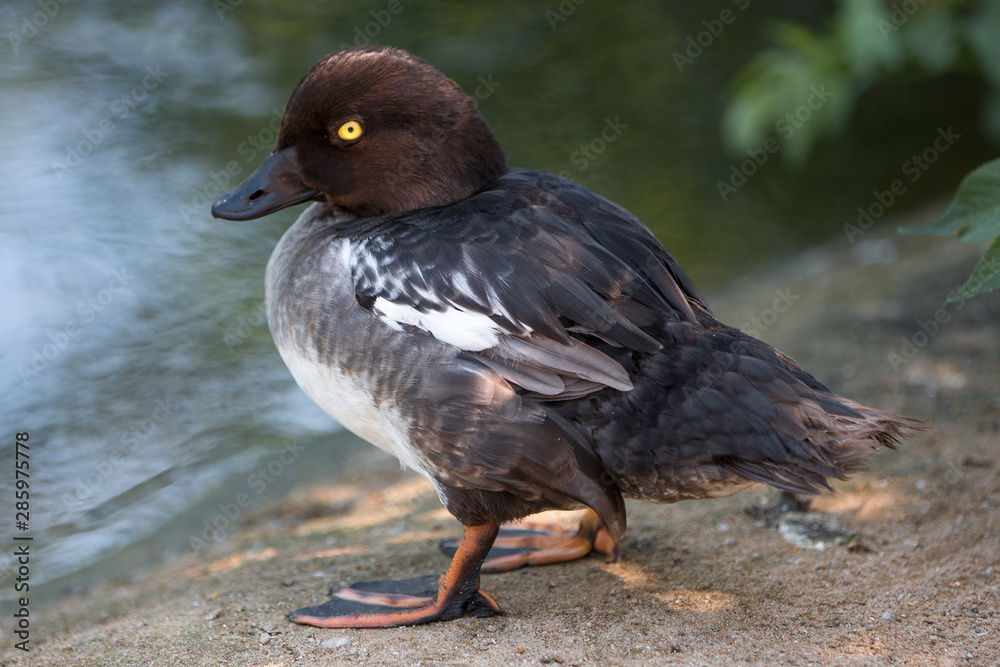 Common Goldeneye Female (Schellente, Bucephala clangula) Common Goldeneye Female (Schellente, Bucephala clangula)