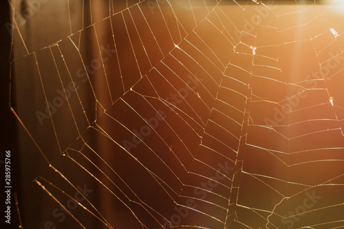  spider web at sunset. web background