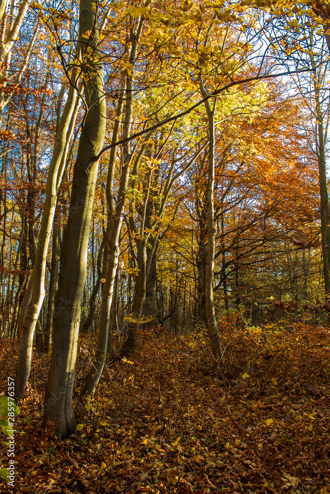 Hebstlicher Wald