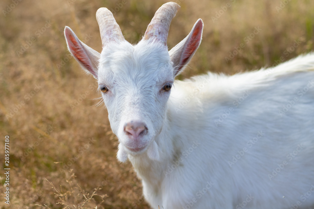 Portrait of goat. Close-up view. Shallow depth of field. Portrait of goat. Close-up view. Shallow depth of field.