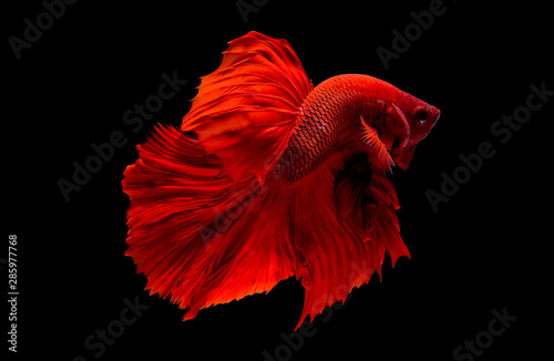 Red betta fish, Siamese fighting fish was isolated on black background. Fish also action of turn head in different direction during swim. photo