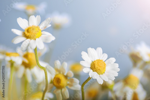Сhamomile (Matricaria recutita), blooming spring flowers on gray background, closeup, selective focus, with space for text