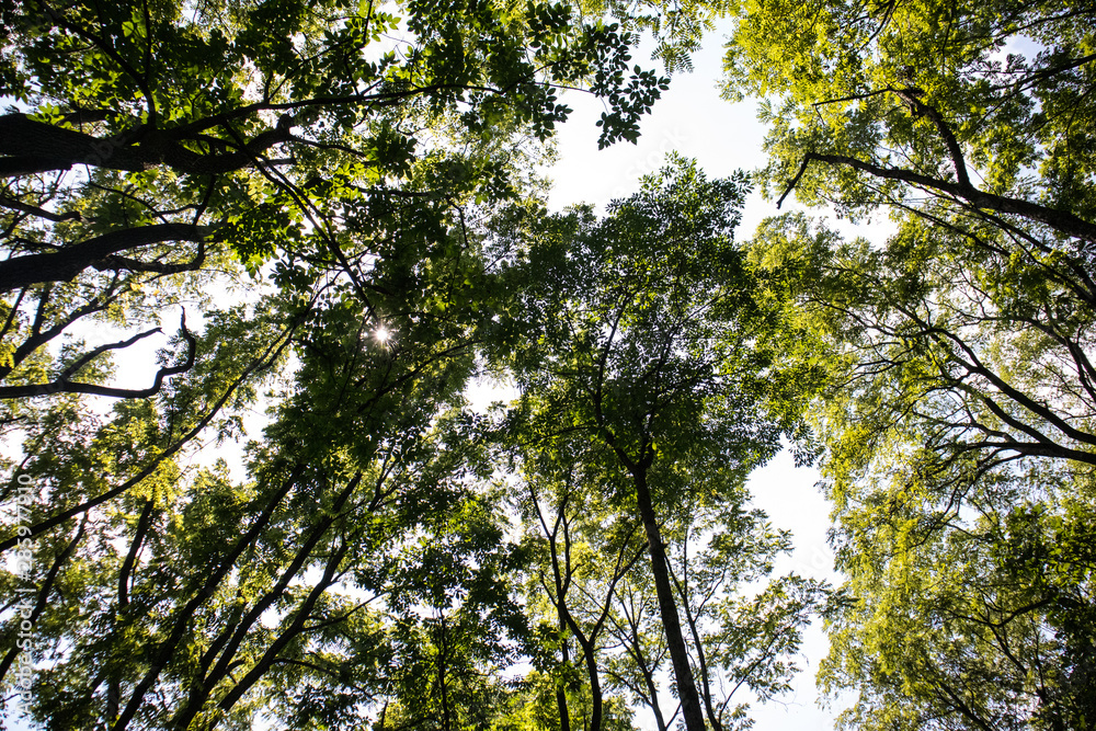 Obraz premium Forest Canopy