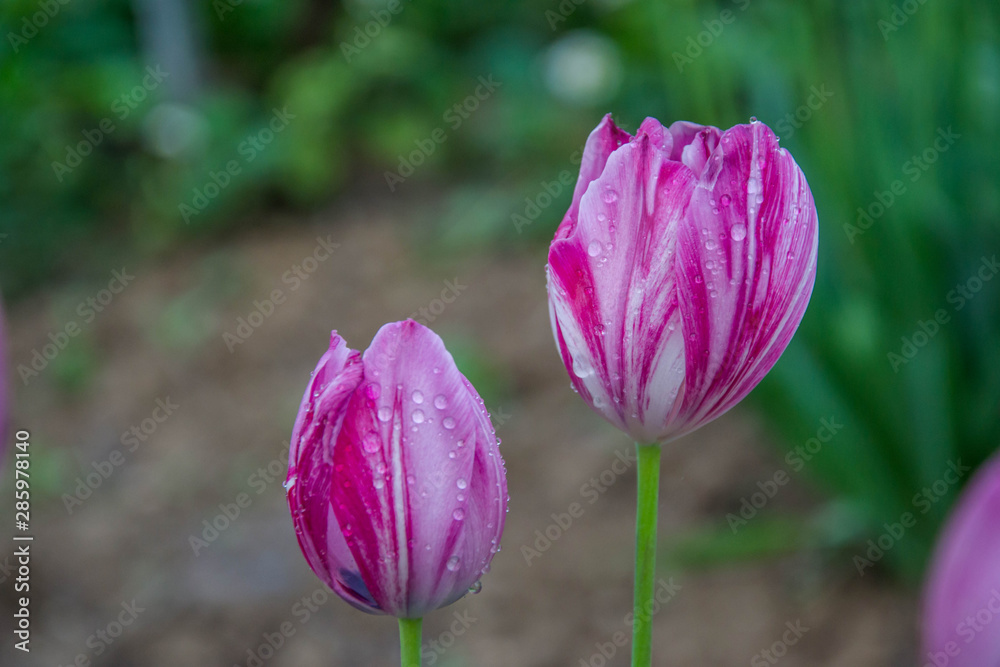 Close-up of beautiful pink tulip flower with water drops, freshness after rain, nature, selective focus Close-up of beautiful pink tulip flower with water drops, freshness after rain, nature, selective focus
