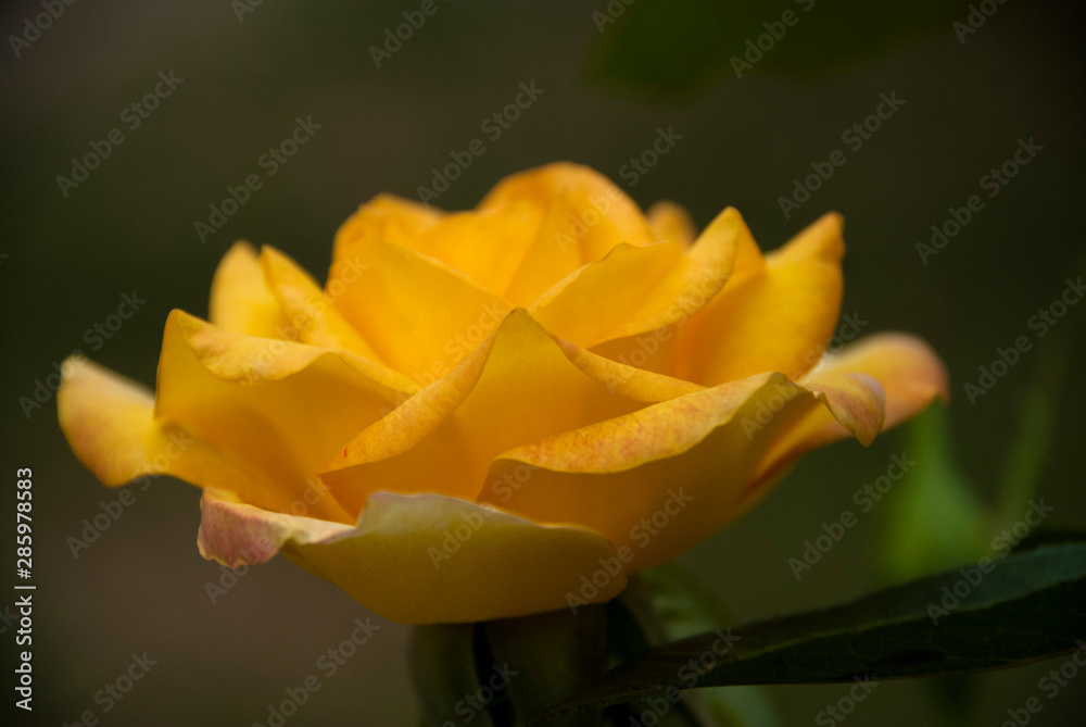 yellow rose yellow rose