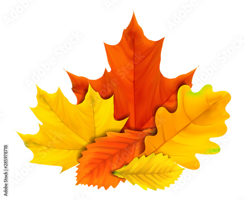 autum deco element with colored leaves