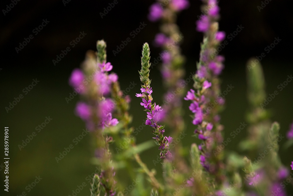 Obraz premium purple flower
