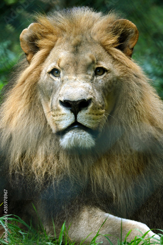 Lion big portrait