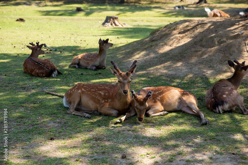 Sikahirsche im Schatten im Nara-Park, Japan
