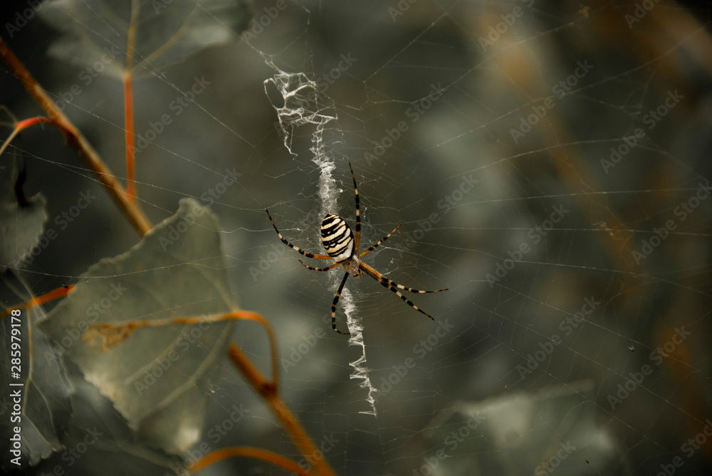 spider on a web spider on a web