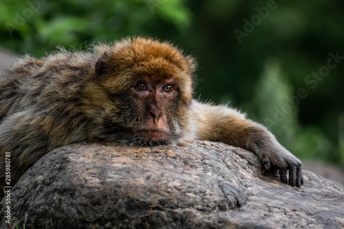 Macaque resting head on a boulder