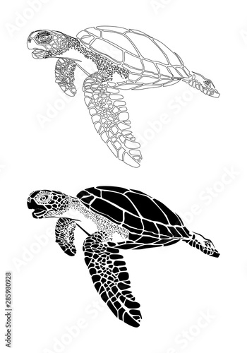 graphic sea turtle,vector illustration of sea turtle