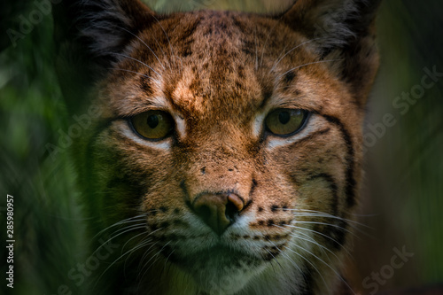 Close-up of Eurasian lynx