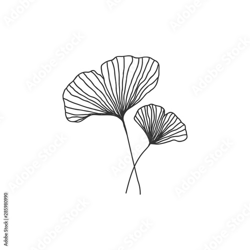 Hand drawn ginkgo biloba branch illustration on white background