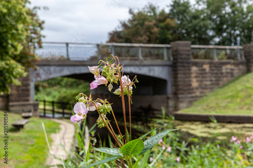 Himalayan Balsam by the Selby canal, at Burn near Selby Yorkshire photo