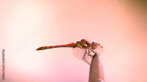 Drogonfly in Nature CloseUp