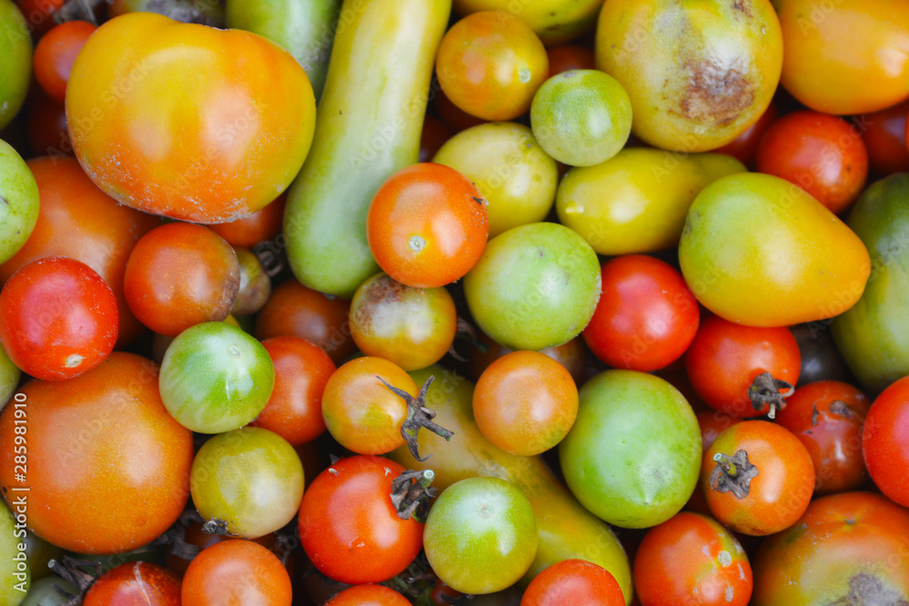 Unripe tomatoes affected by late blight. Phytophthora Infestans. Unripe tomatoes affected by late blight. Phytophthora Infestans.