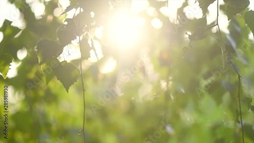 Nature background. Sun shining through the birch tree green leaves. Blurred abstract bokeh with sun flare. Environment backdrop. Slow motion 4K UHD video footage. 3840X2160