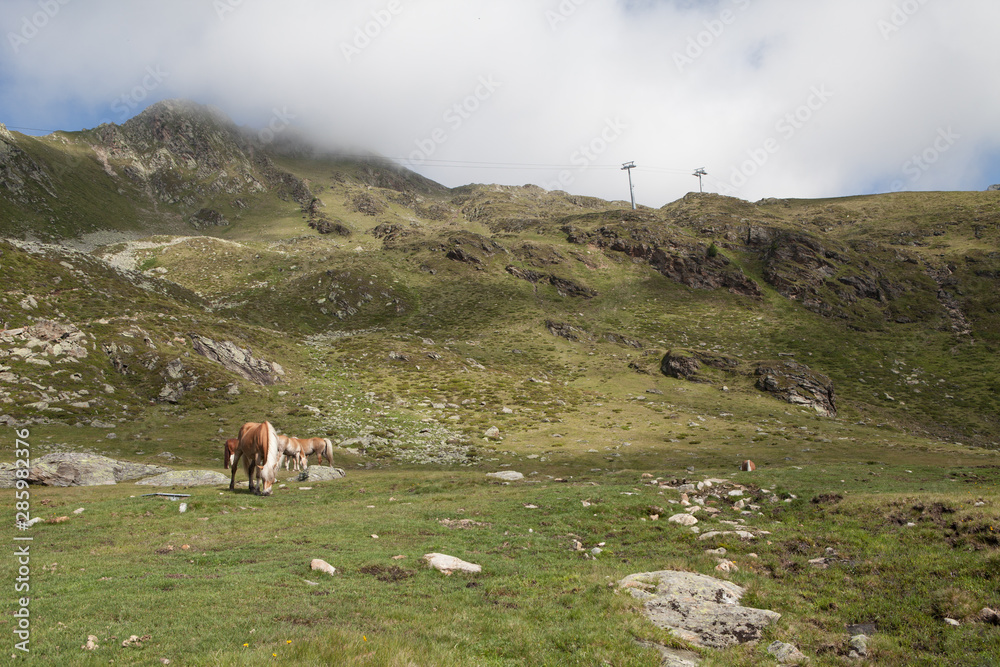 berge berg pferde wiese wanderung wandern sellrain österreich alpen