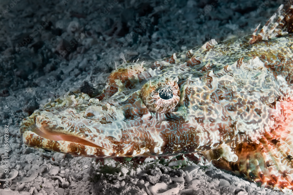 Head of the crocodile fish close-up. Underwater macro photography